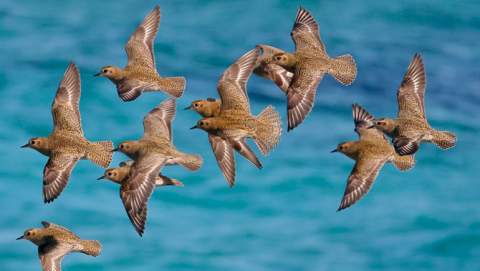 La Conselleria d’Agricultura, Pesca i Medi Natural detecta el virus de la malaltia de Newcastle en aus salvatges a Calvià en el marc dels controls per grip aviària