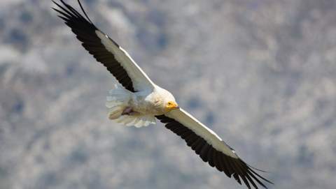 El Govern i el GOB impulsen una nova edició del voluntariat de vigilància de zones sensibles per a les aus amenaçades al Parc Natural de la Península de Llevant