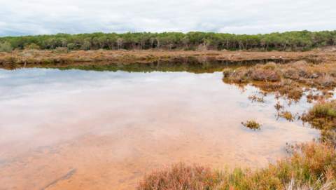 Demanam que el nou pla de gestió d’Es Trenc-Salobrar de Campos garanteixi la conservació ambiental