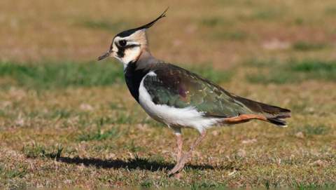 Més de 20.000 aus aquàtiques de 71 espècies passen l’hivern a les Illes Balears
