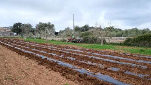 S’han desplegat més de 1.000 quilòmetres de biofilm en set anys per reduir l’ús de plàstic en l’agricultura  ecològica