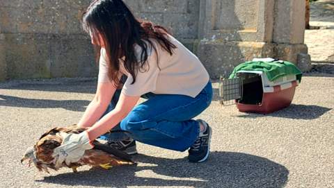 El Govern allibera a l’ermita de Bonany dos exemplars de milanes recuperats a les instal·lacions del Consorci per a la Recuperació de la Fauna de les Illes Balears (COFIB)