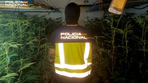 La Policía Nacional detiene a un hombre y una mujer por cultivar marihuana en un domicilio