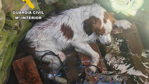 La Guardia Civil junto con Bomberos de Manacor rescata un perro tras caer seis metros a  un pozo