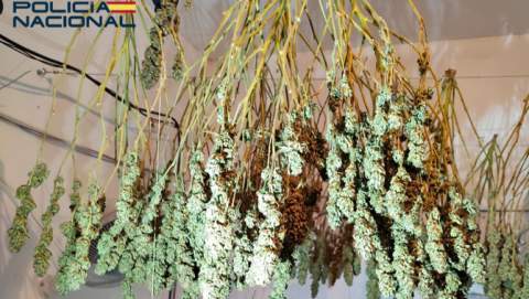 La Policía Nacional detiene a un hombre y una mujer por cultivar marihuana en un domicilio