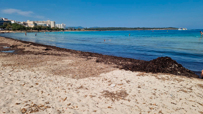El PP de Manacor exige la retirada inmediata de las algas  acumuladas en la playa de s’Illot