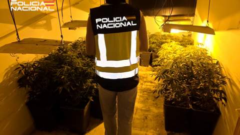 La Policía Nacional detiene a un hombre y  por cultivar marihuana en un domicilio
