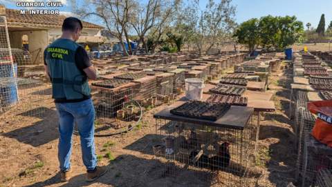 La Guardia Civil ha investigado a tres  personas por maltrato animal e intrusismo  profesional