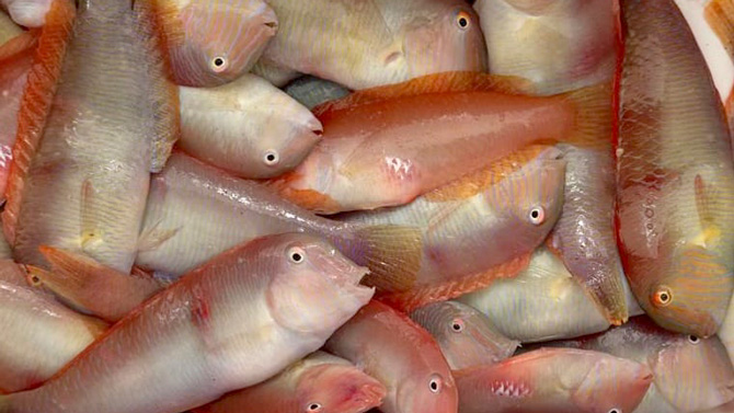 La temporada de pesca del raor comença l’1 de setembre a les Illes Balears amb una població plenament recuperada