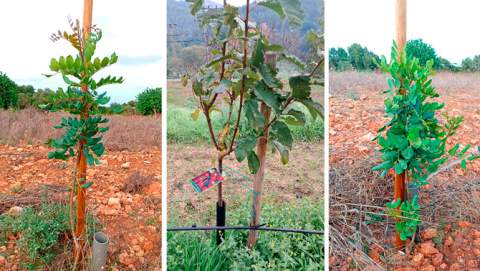 56 finques ecològiques planten en dos anys més de 2.400 fruiters resistents al canvi climàtic gràcies al projecte Mallorca en Fruit